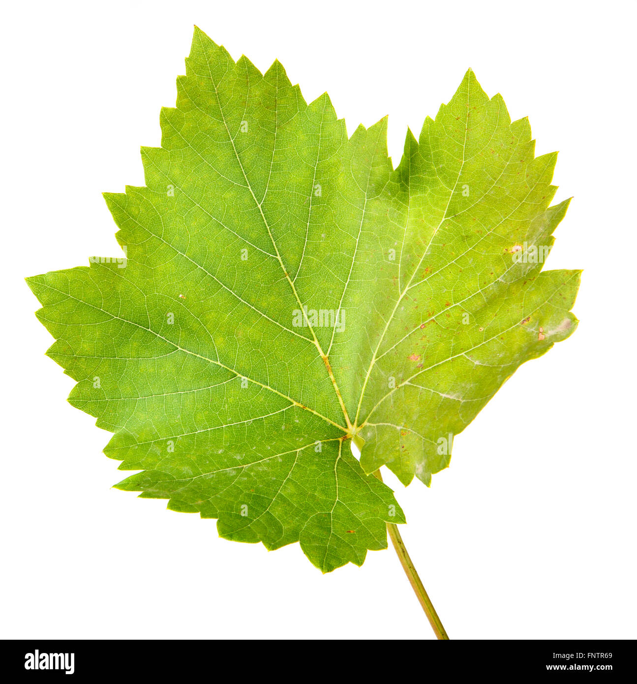vine leaves isolated on white background Stock Photo Alamy