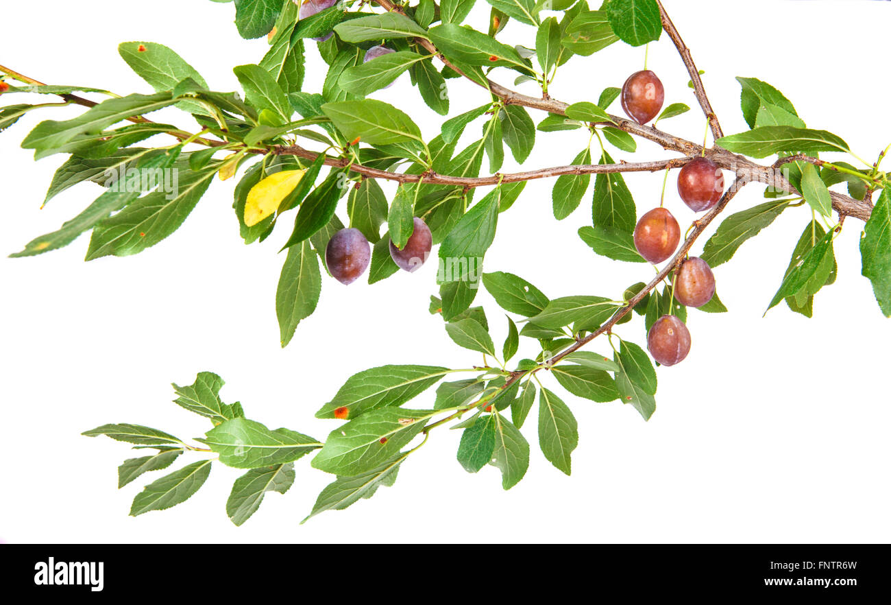 Blackthorn branch with fruits and leaves isolated on a white bac Stock Photo
