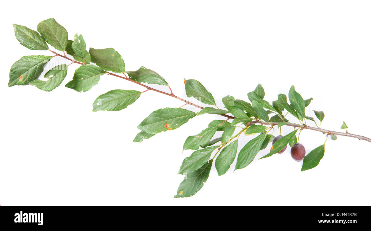 Blackthorn branch with fruits and leaves isolated on a white bac Stock Photo