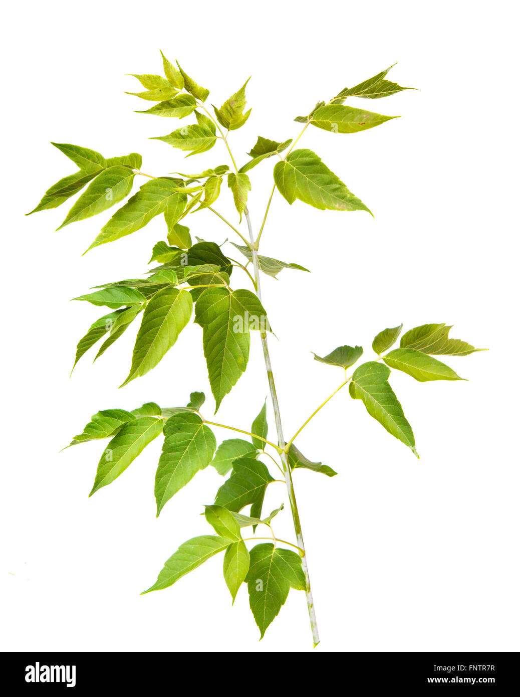 maple branch isolated on a white background Stock Photo - Alamy