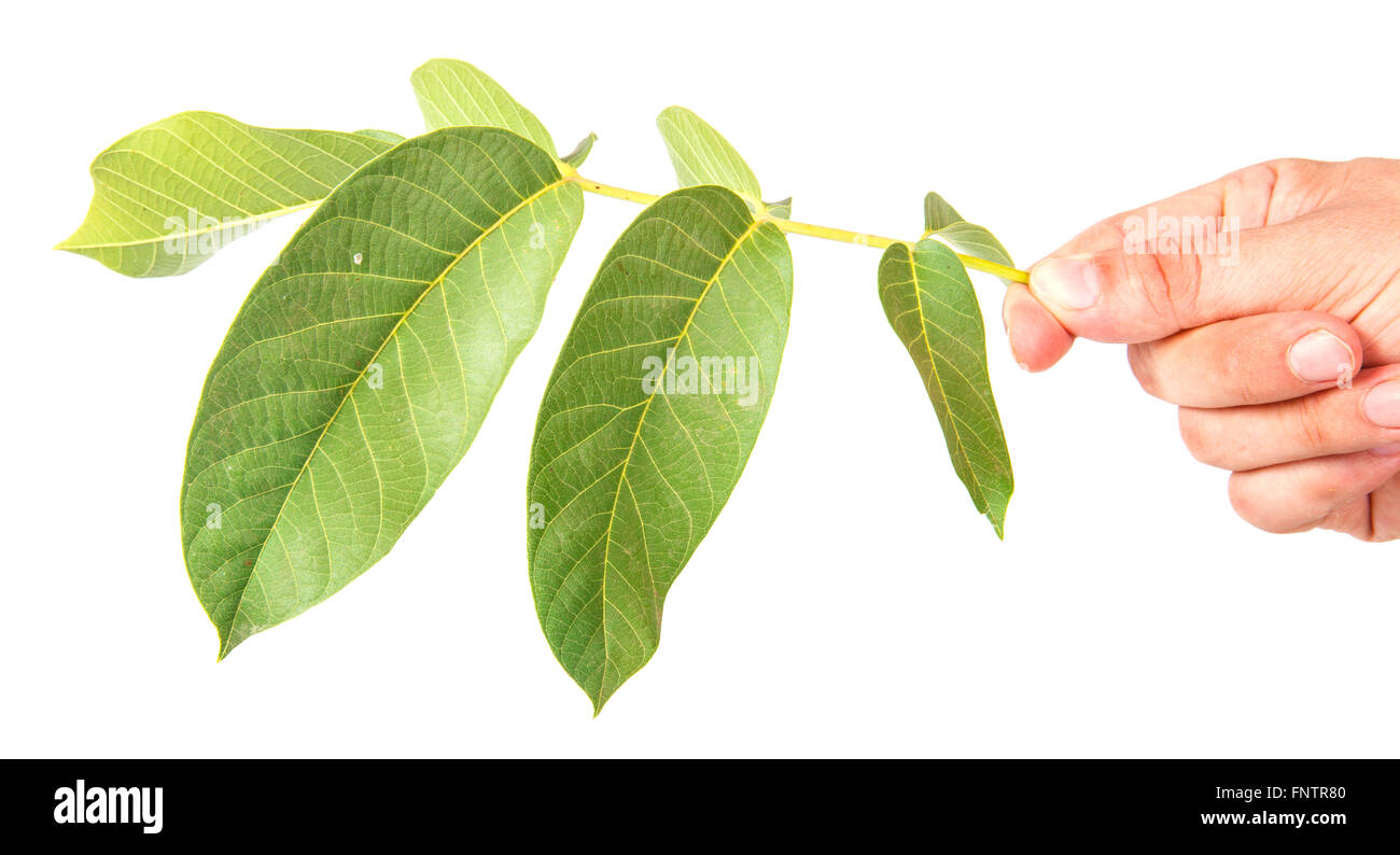 walnut leaves isolated on white background Stock Photo - Alamy