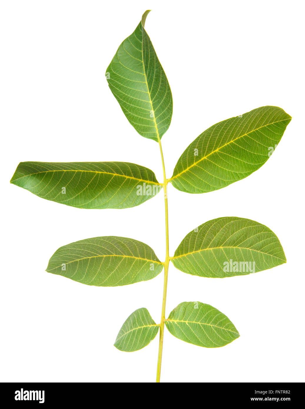 walnut leaves isolated on white background Stock Photo - Alamy