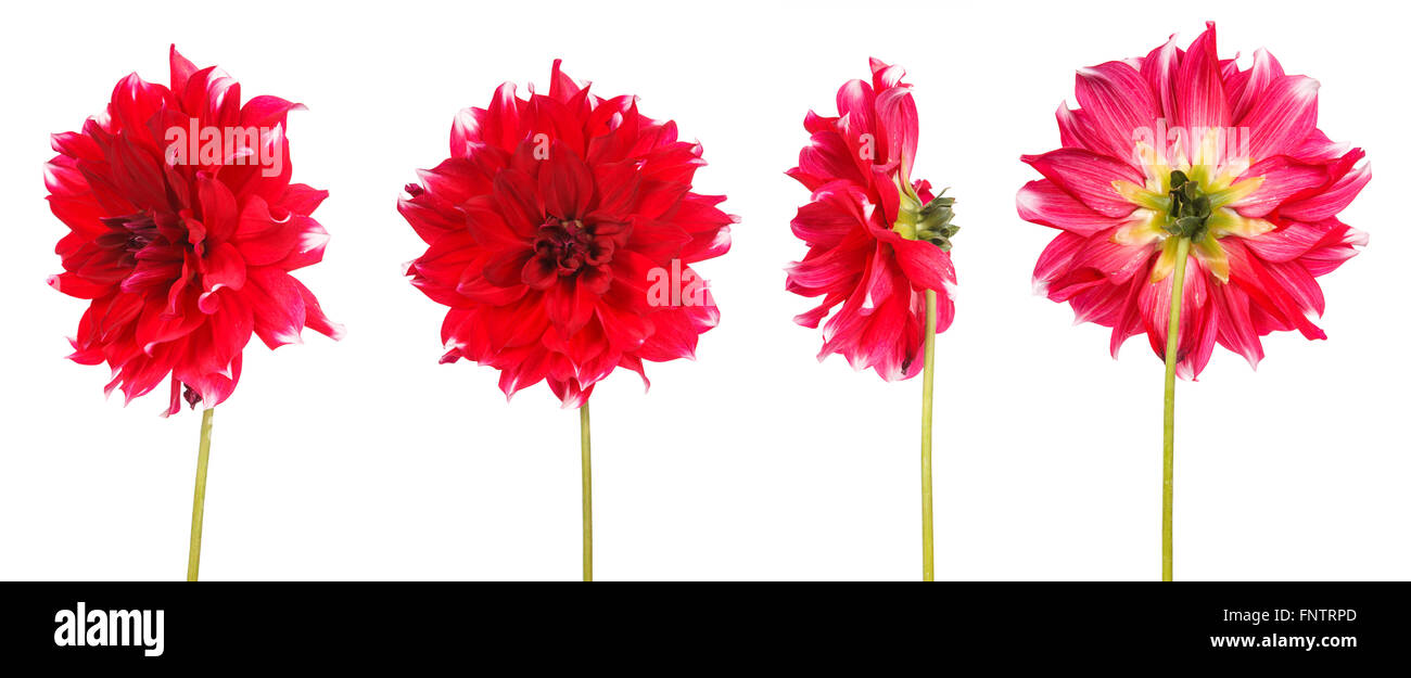 Set dahlia flower isolated on white background Stock Photo - Alamy