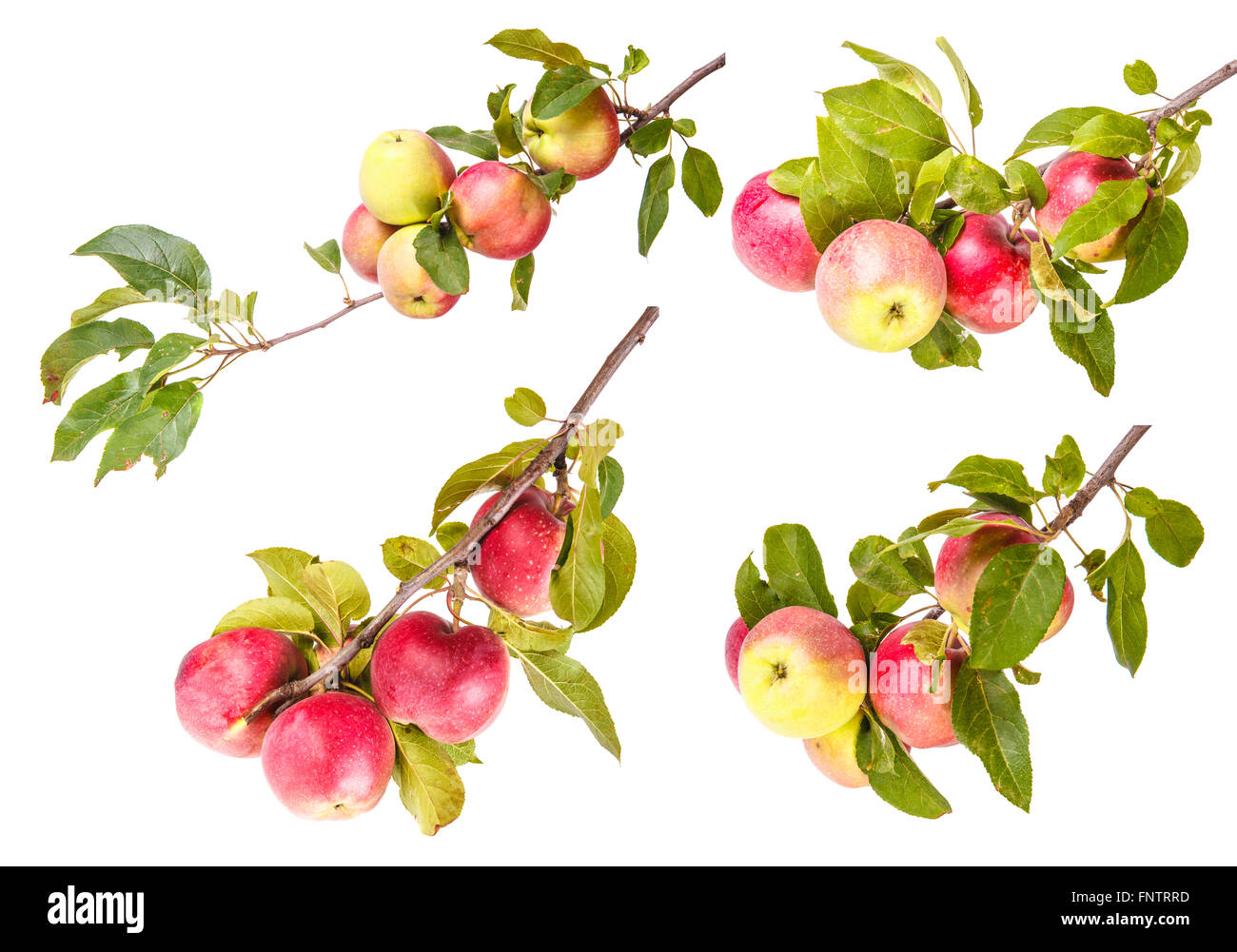 Set ripe apples on a branch isolated on white background Stock Photo