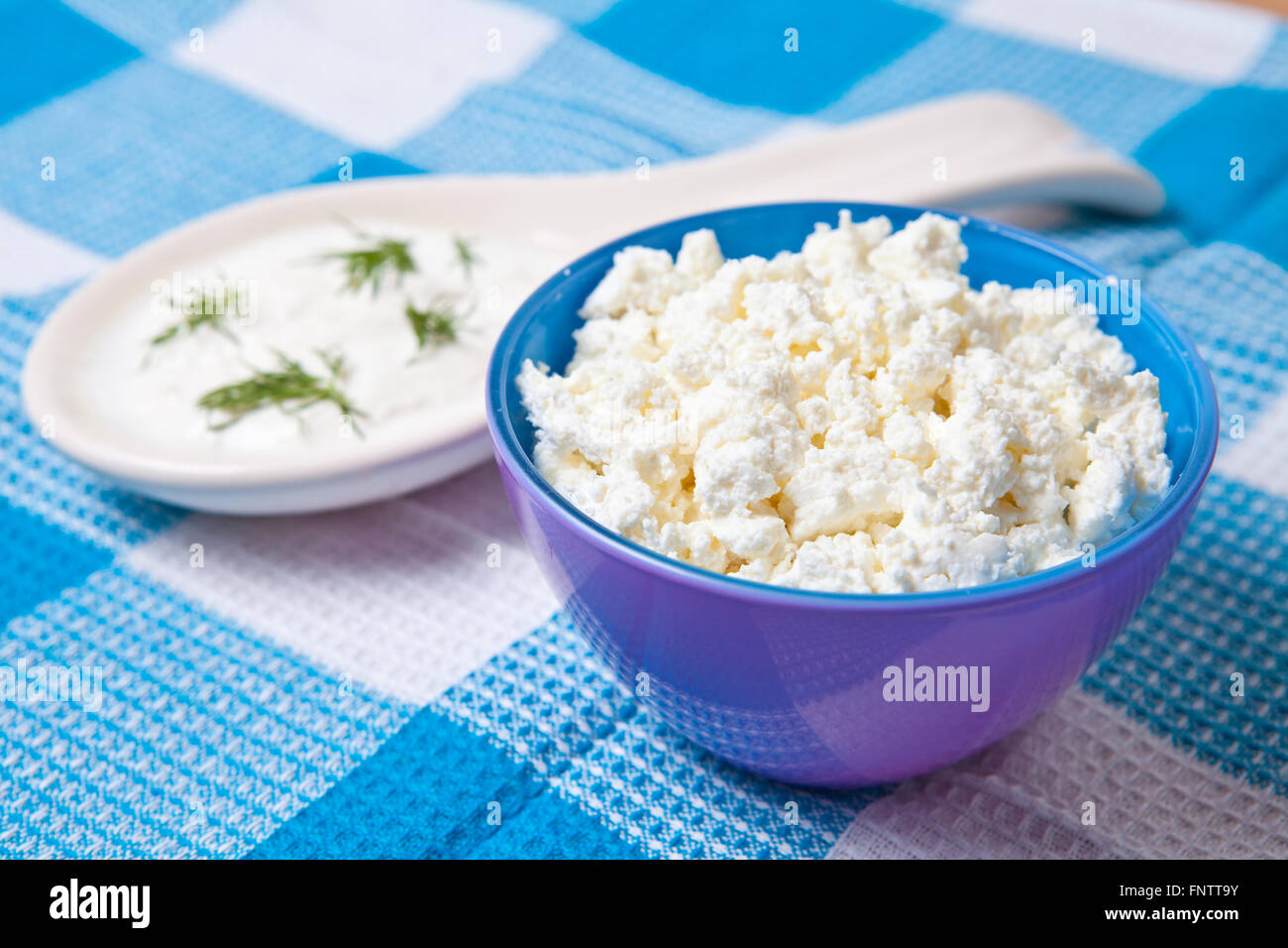 cottage cheese in a bowl next to a large dollop of sour cream Stock Photo