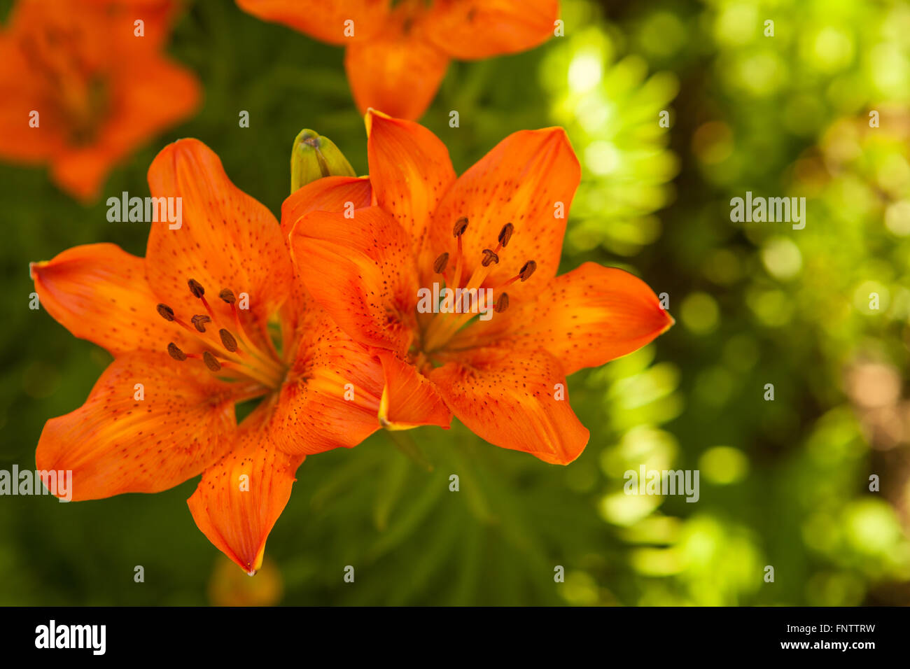 Tiger lilies blooming bush Stock Photo Alamy