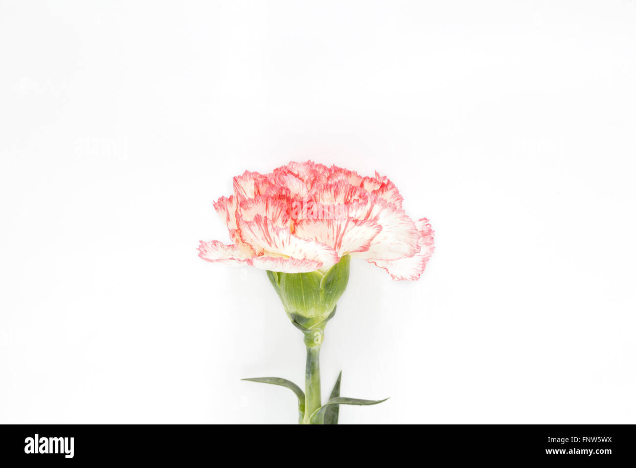 Carnation on white Background Stock Photo