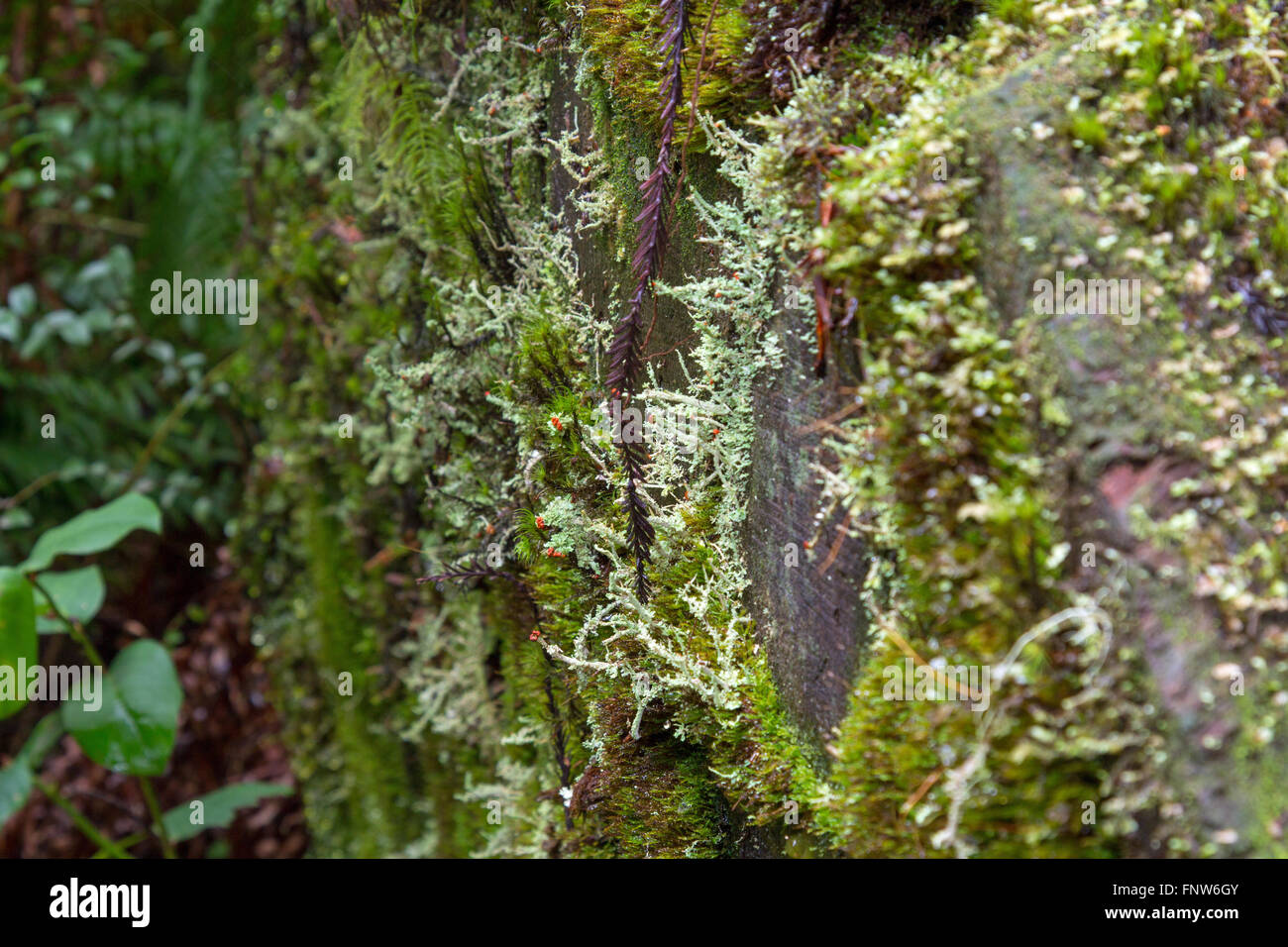 Page 116 - Norte High Resolution Stock Photography and Images - Alamy