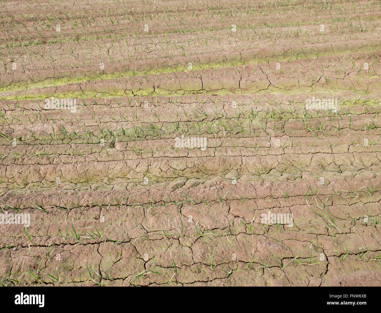 Onion plantation hi-res stock photography and images - Alamy