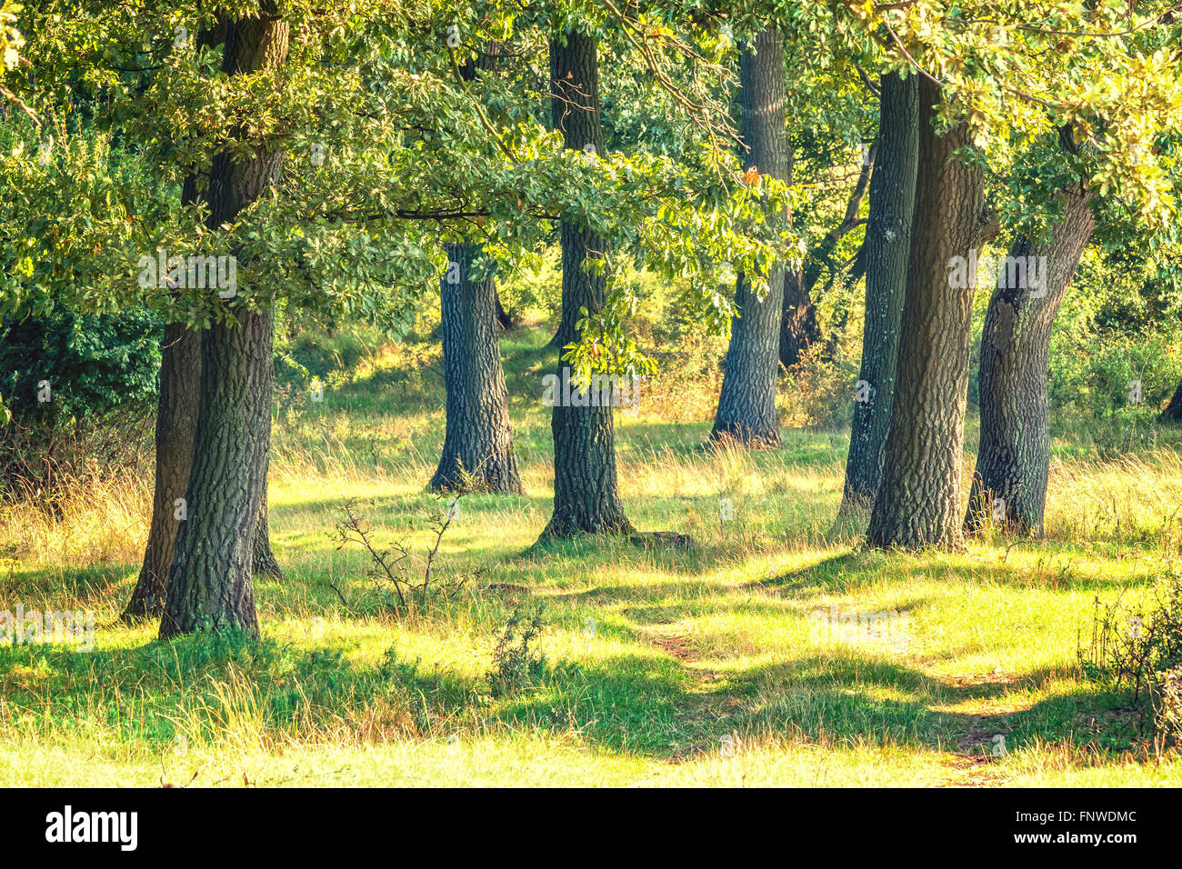 Green forest with oak trees in a beautiful sunlight Stock Photo - Alamy