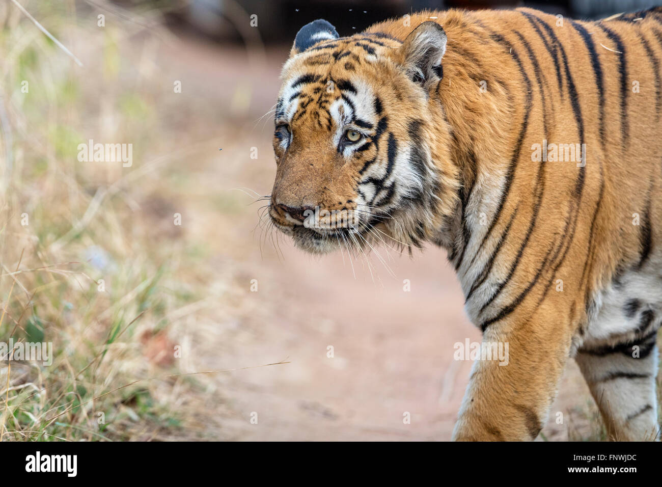 Waghdoh or Scarface huge dominant male Tiger at Tadoba, India
