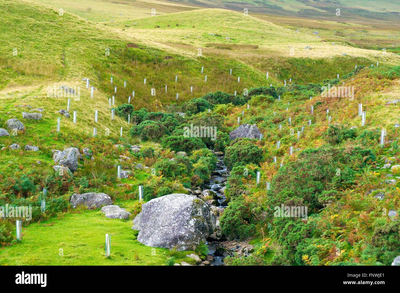 Tree planting for Flood risk alleviation. River Eden catchment, Carrock Beck, Cumbria, England, United Kingdom, Europe. Stock Photo
