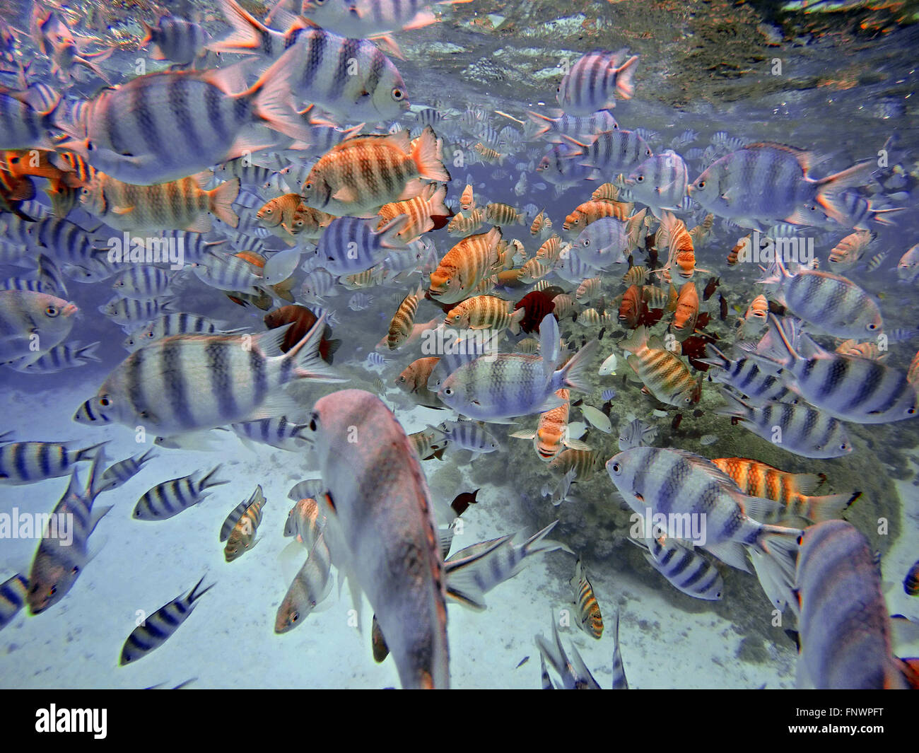 Snorkeling excursion in the shallow waters of the Bora Bora lagoon, Moorea, French Polynesia, Society Islands, South Pacific. Co Stock Photo