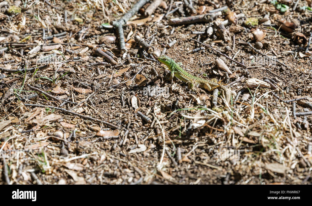 Small green European lizard with natural background closeup Stock Photo
