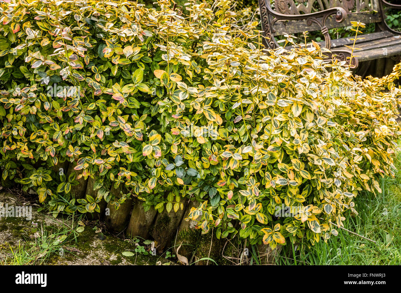 A dwarf hedge of euonymus fortunei with over-winter colours ready for a Spring trim Stock Photo