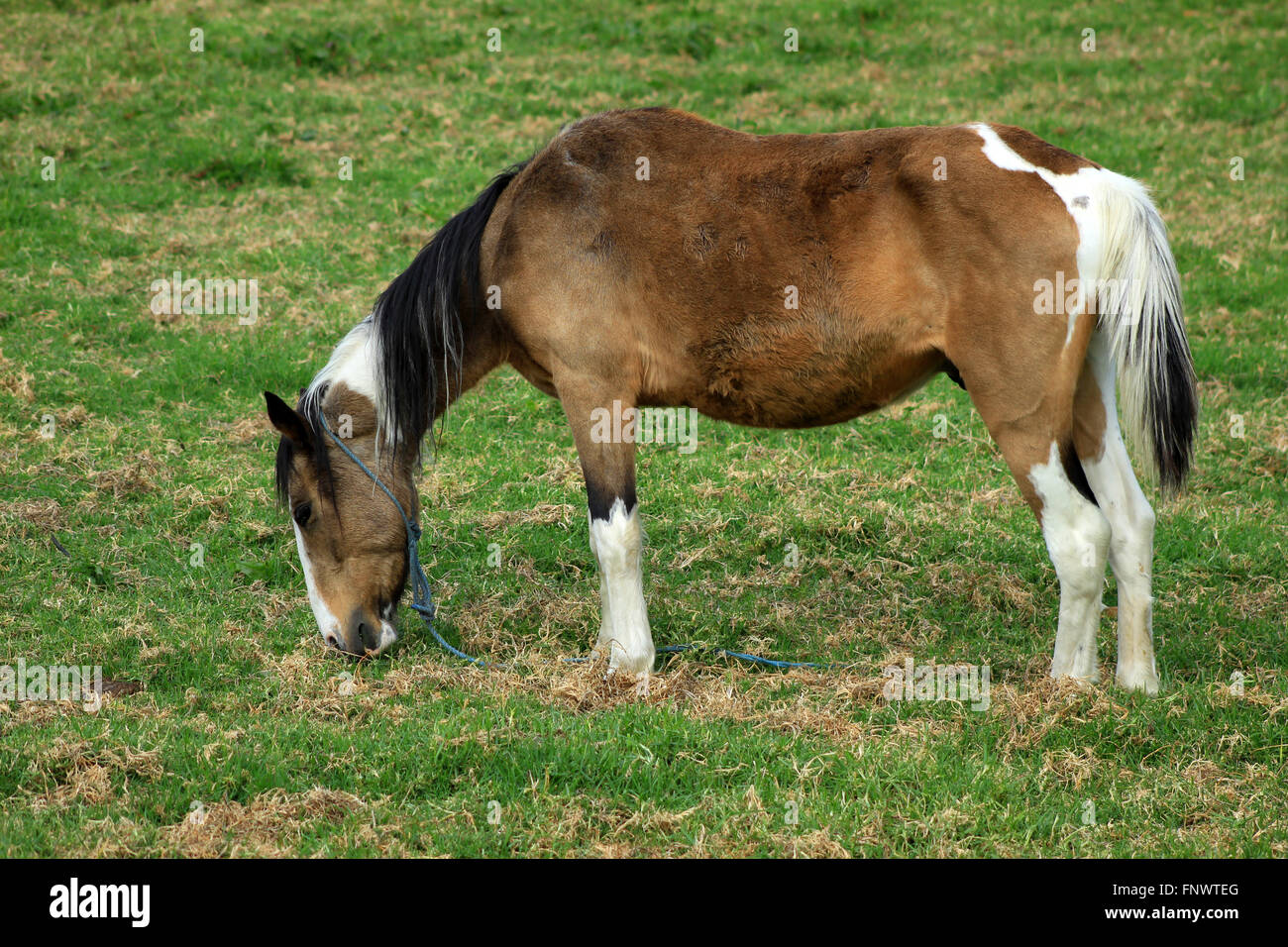 A horse grazing in a pasture on a farm in Cotacachi, Ecuador Stock Photo