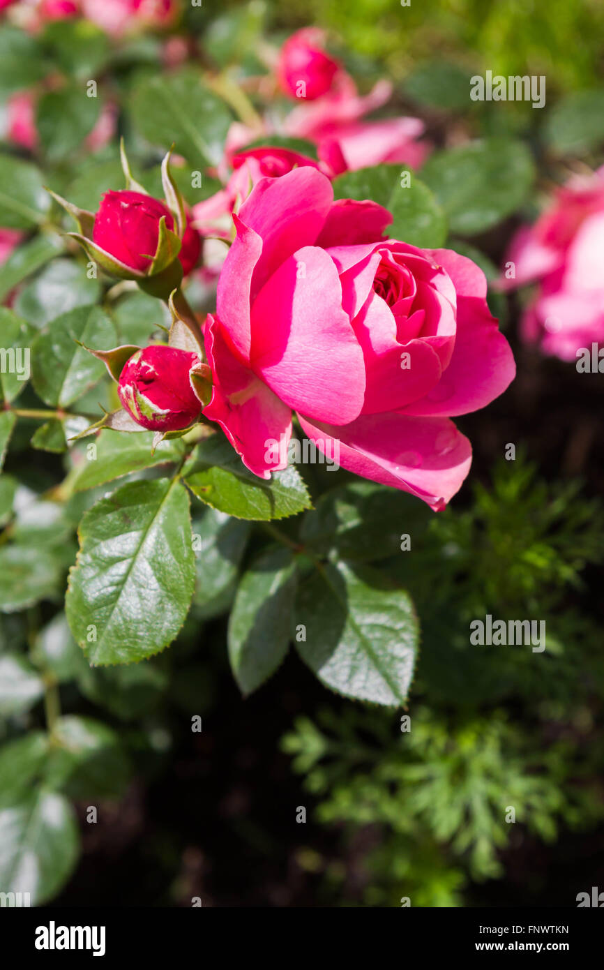 Pink shrub rose in the summer in the Park Stock Photo - Alamy