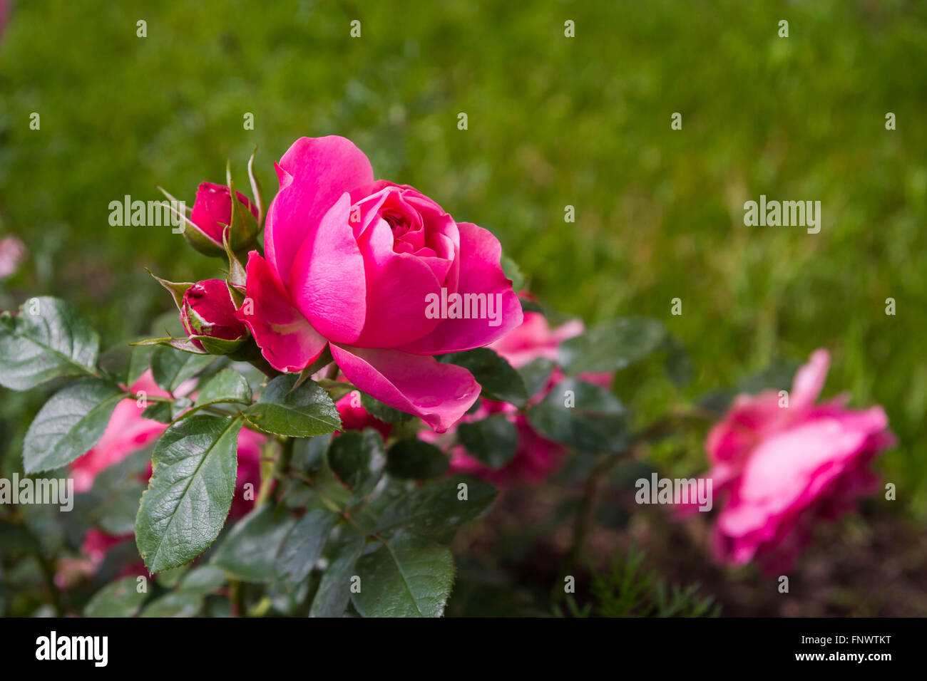 Pink shrub rose in the summer in the Park Stock Photo - Alamy