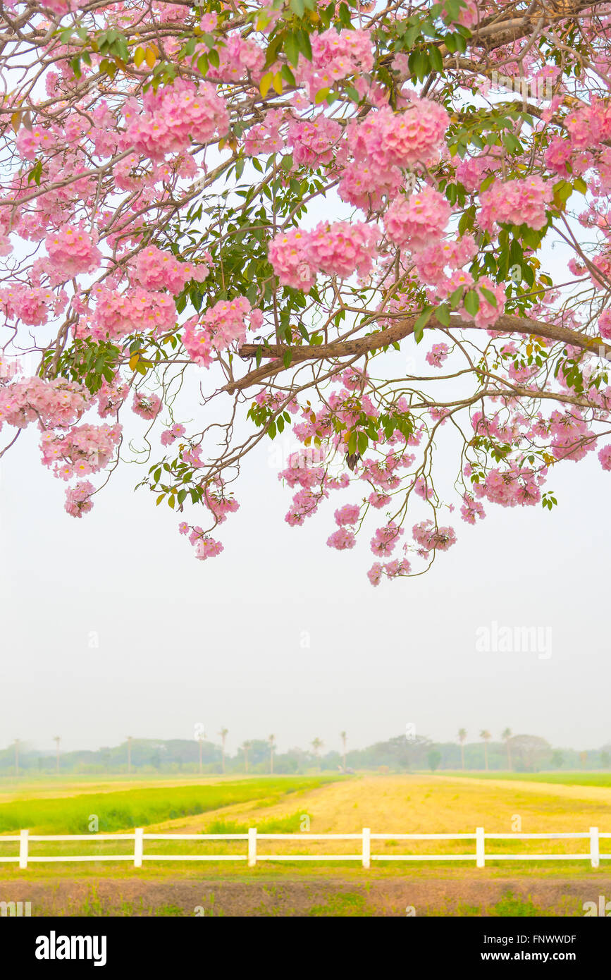 Beautiful Tabebuia rosea tree or pink poui, and rosy trumpet tree  pink flower blooming in garden Stock Photo