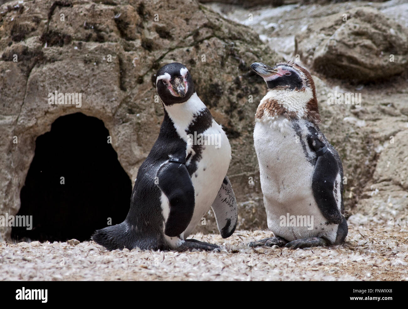 Humboldt Penguins (spheniscus humboldti) adult and moulting juvenile ...