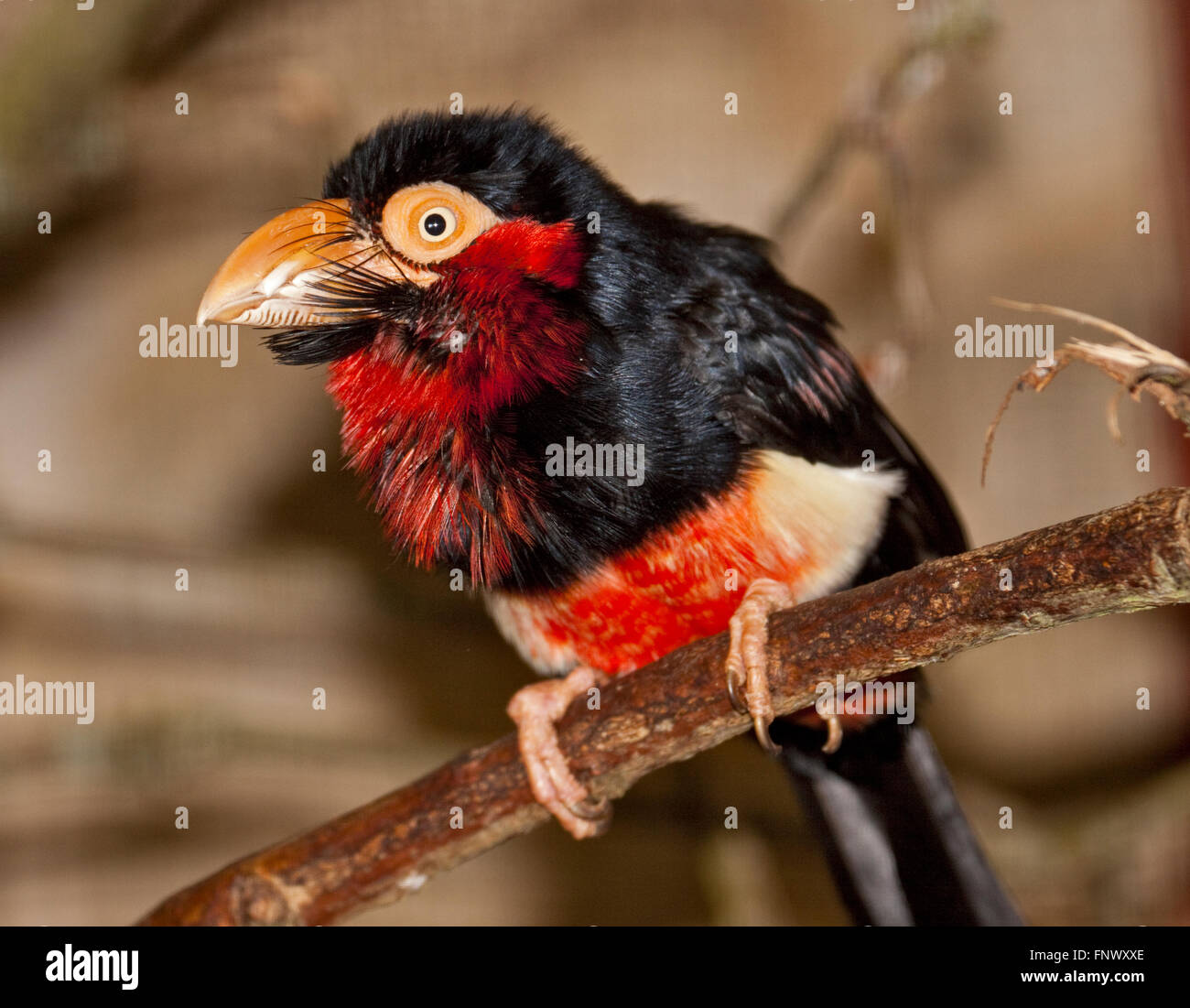 Bearded Barbet (lybius dubius) Stock Photo