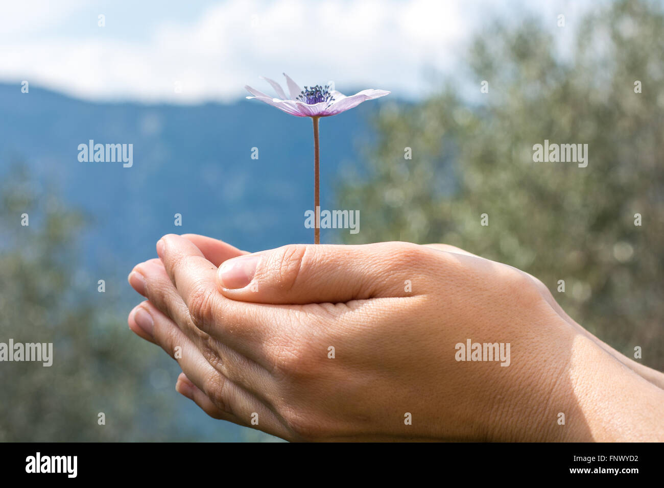 hands tending a flower in the earth Stock Photo - Alamy
