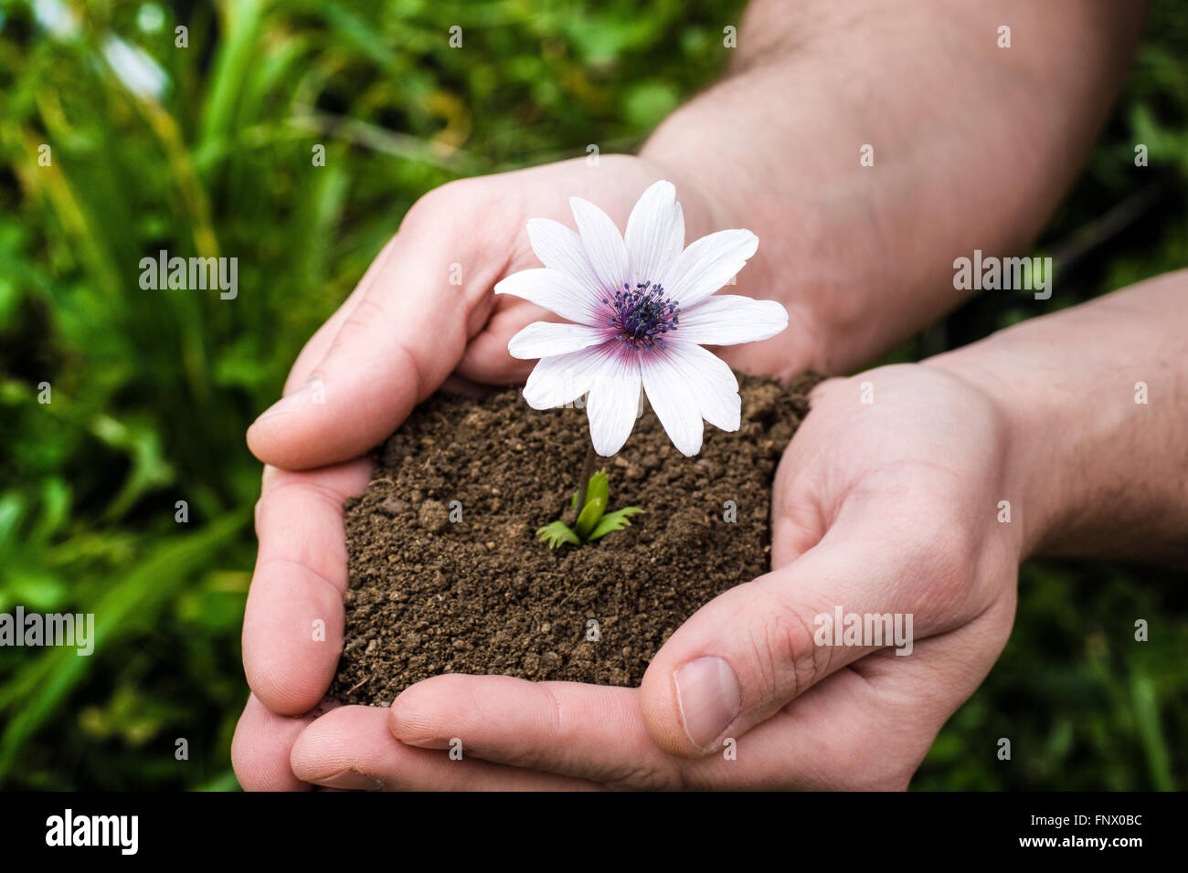 hands tending a flower in the earth Stock Photo - Alamy