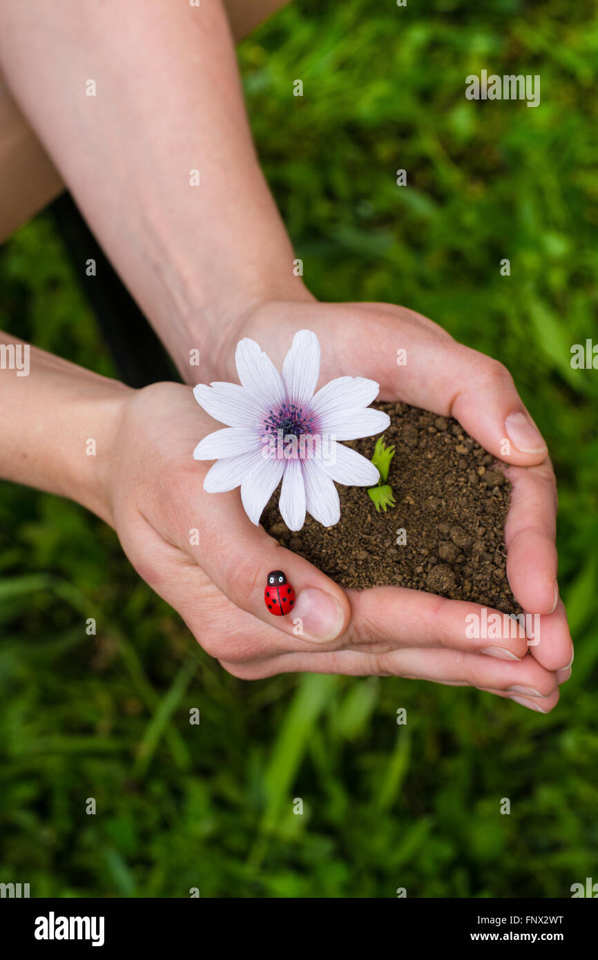 hands tending a flower in the earth Stock Photo - Alamy
