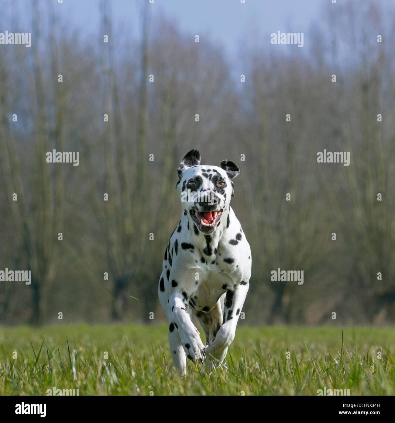 Dalmatian / carriage dog / spotted coach dog running in field Stock Photo