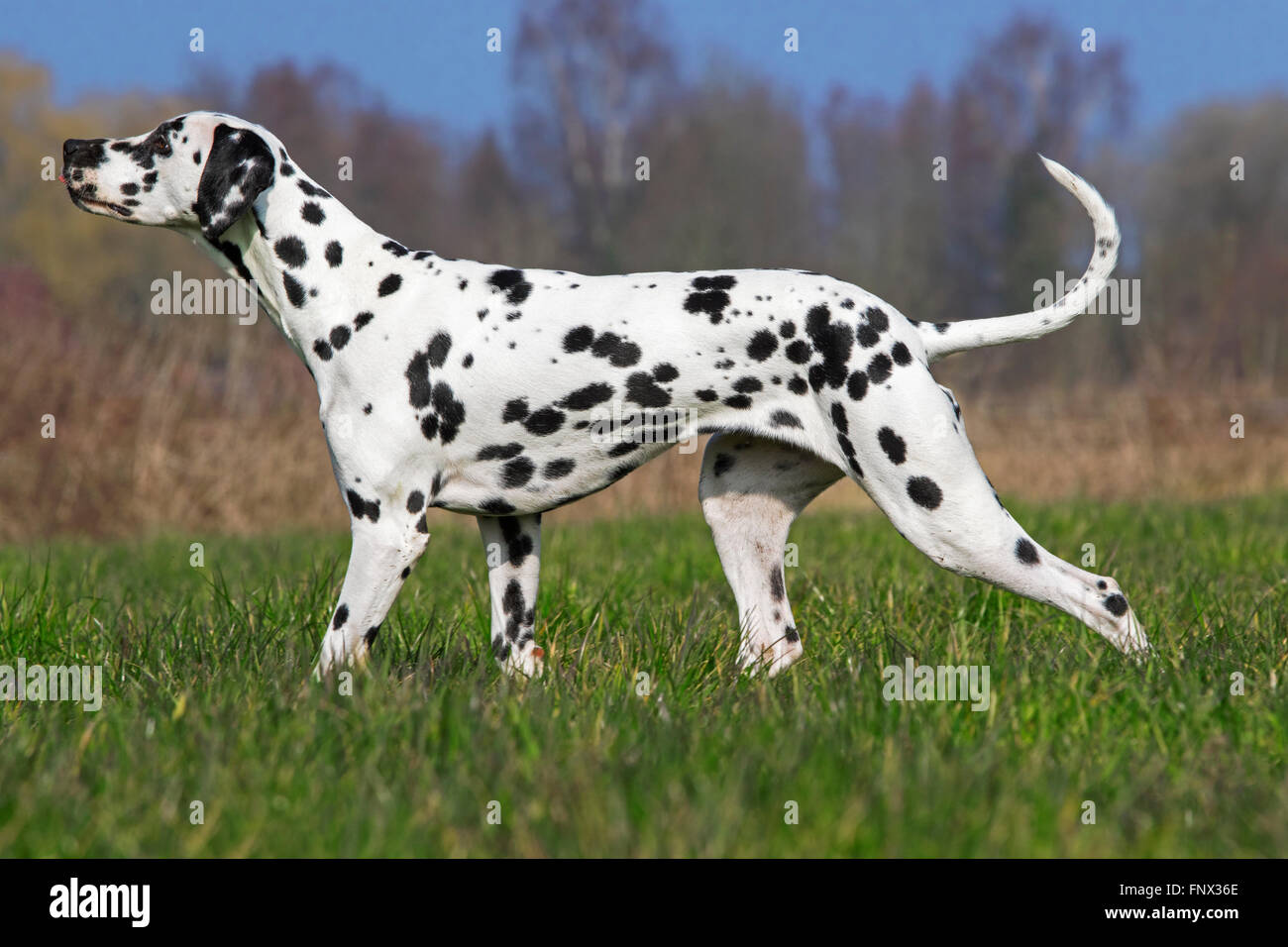 Dalmatian / carriage dog / spotted coach dog in field Stock Photo