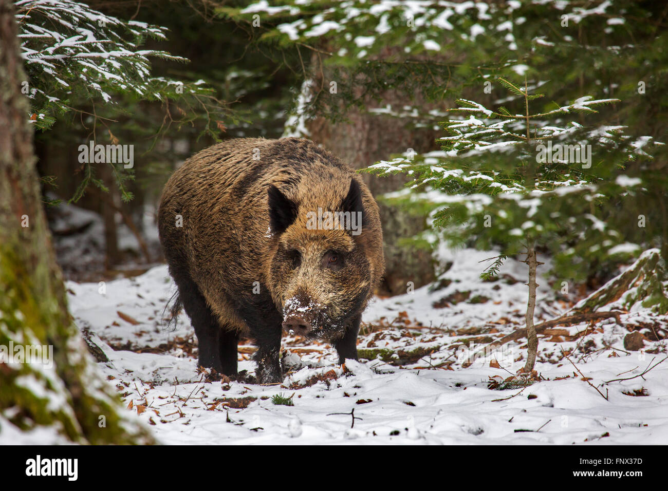 Wild boar (Sus scrofa) foraging in pine forest in the snow in winter Stock Photo