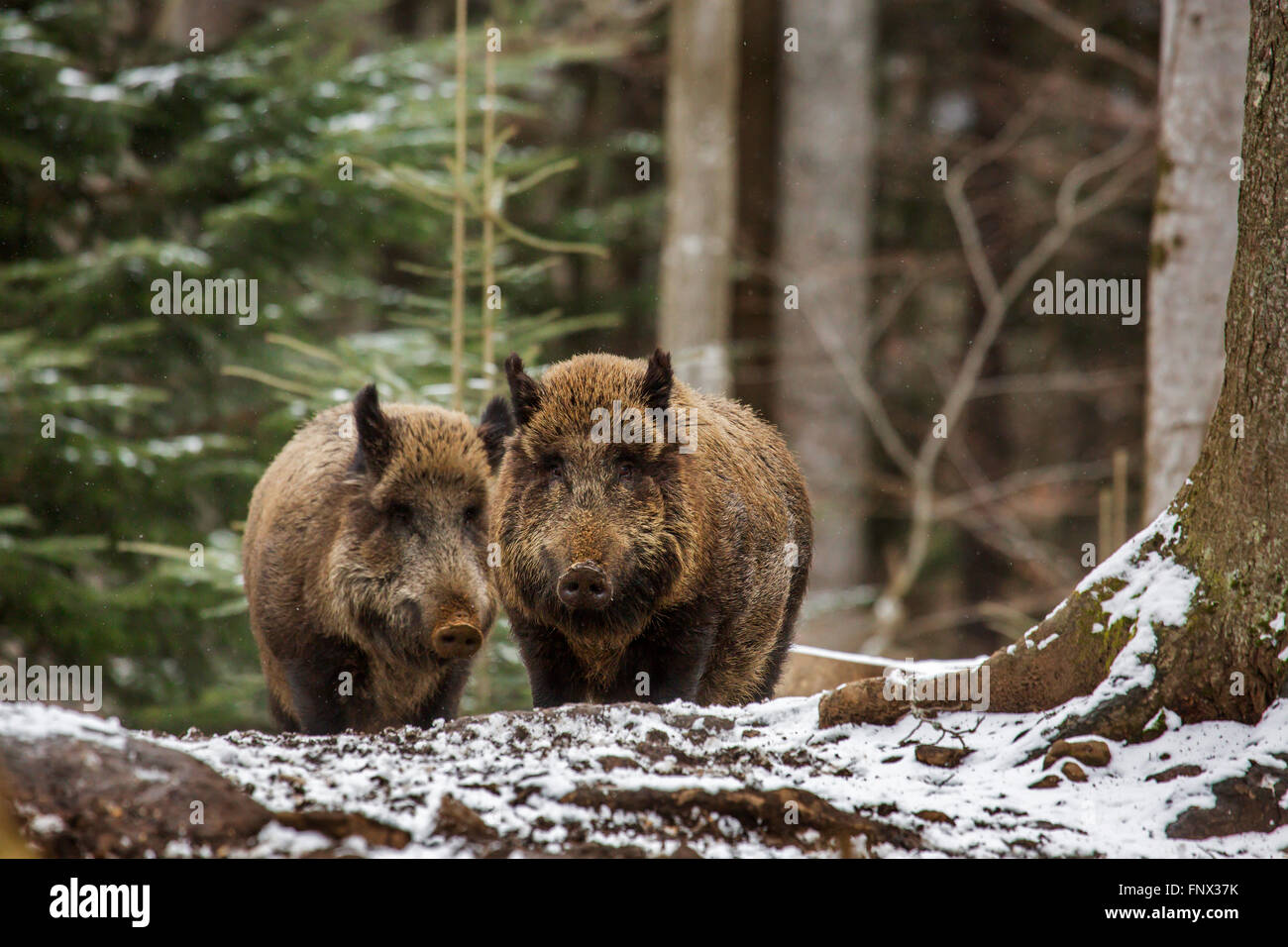 Two wild boars (Sus scrofa) foraging in pine forest in the snow in winter Stock Photo