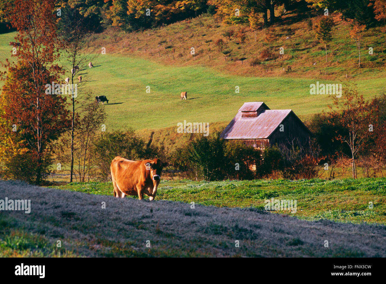 Cow and Sugar Shack in Autumn, Vermont, USA Stock Photo Alamy