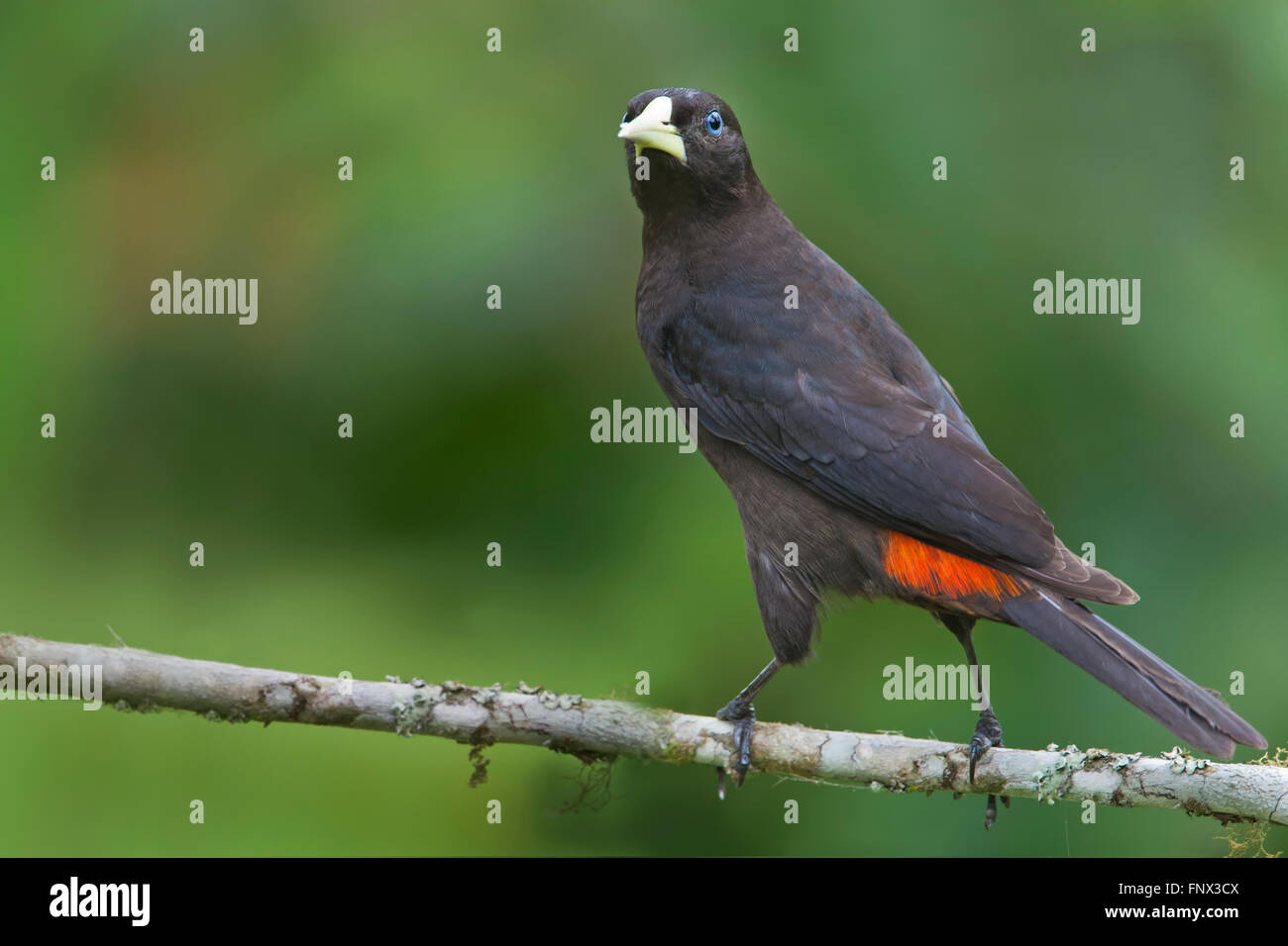 Showing red rump hi-res stock photography and images - Alamy