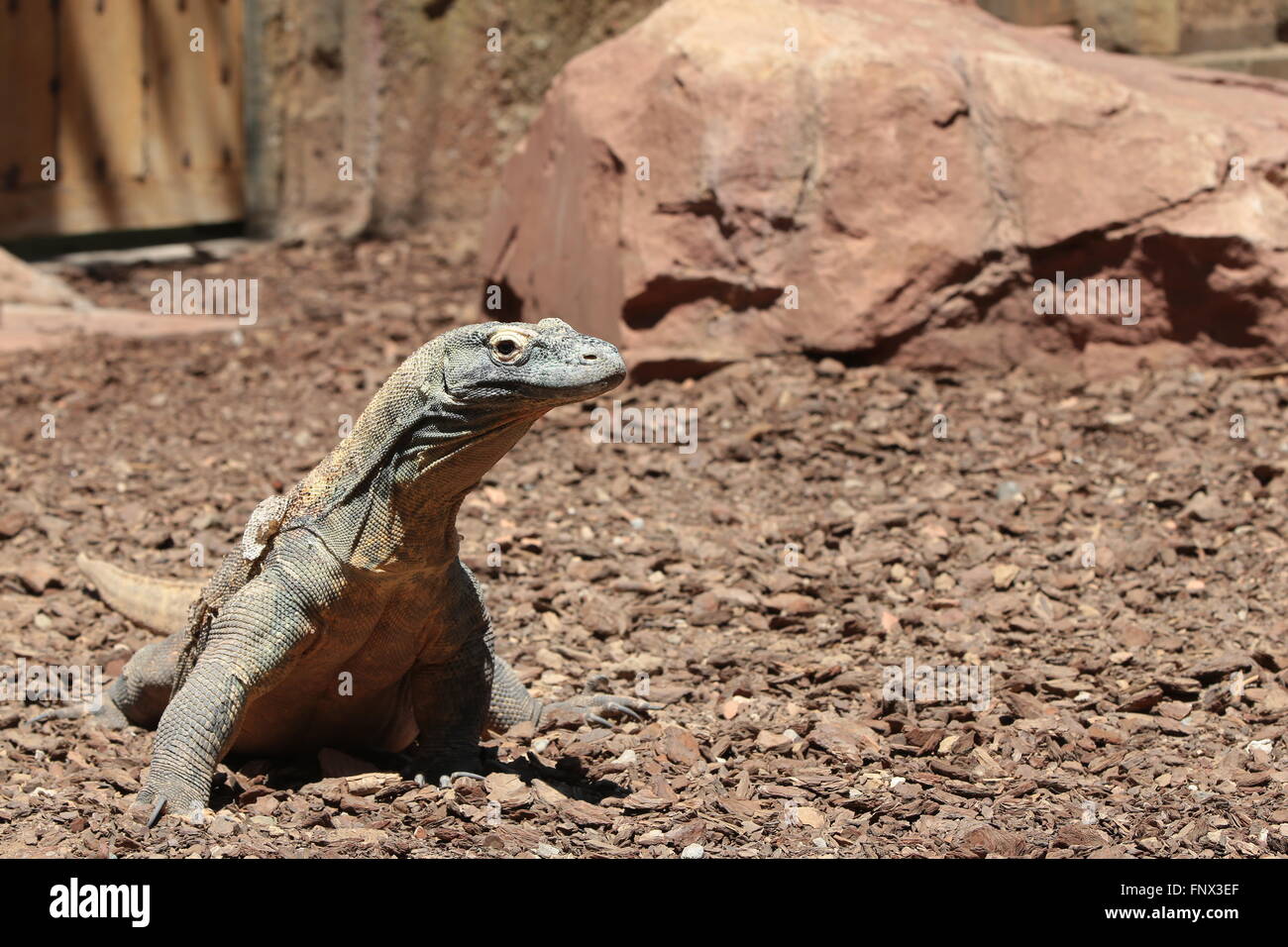 Komodo Dragon (Varanus komodoensis), side view Stock Photo