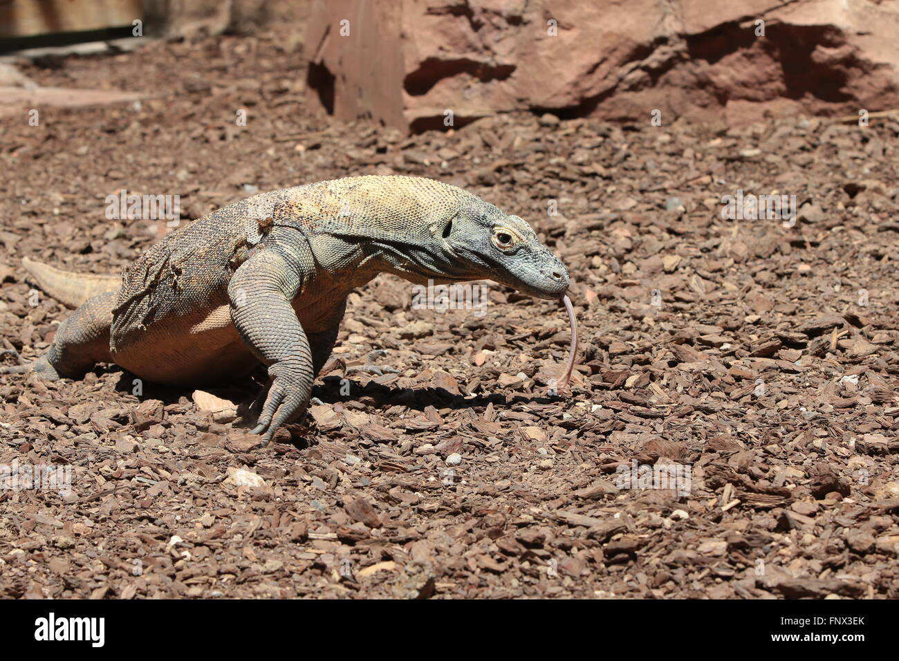 Komodo Dragon (Varanus komodoensis), side view Stock Photo