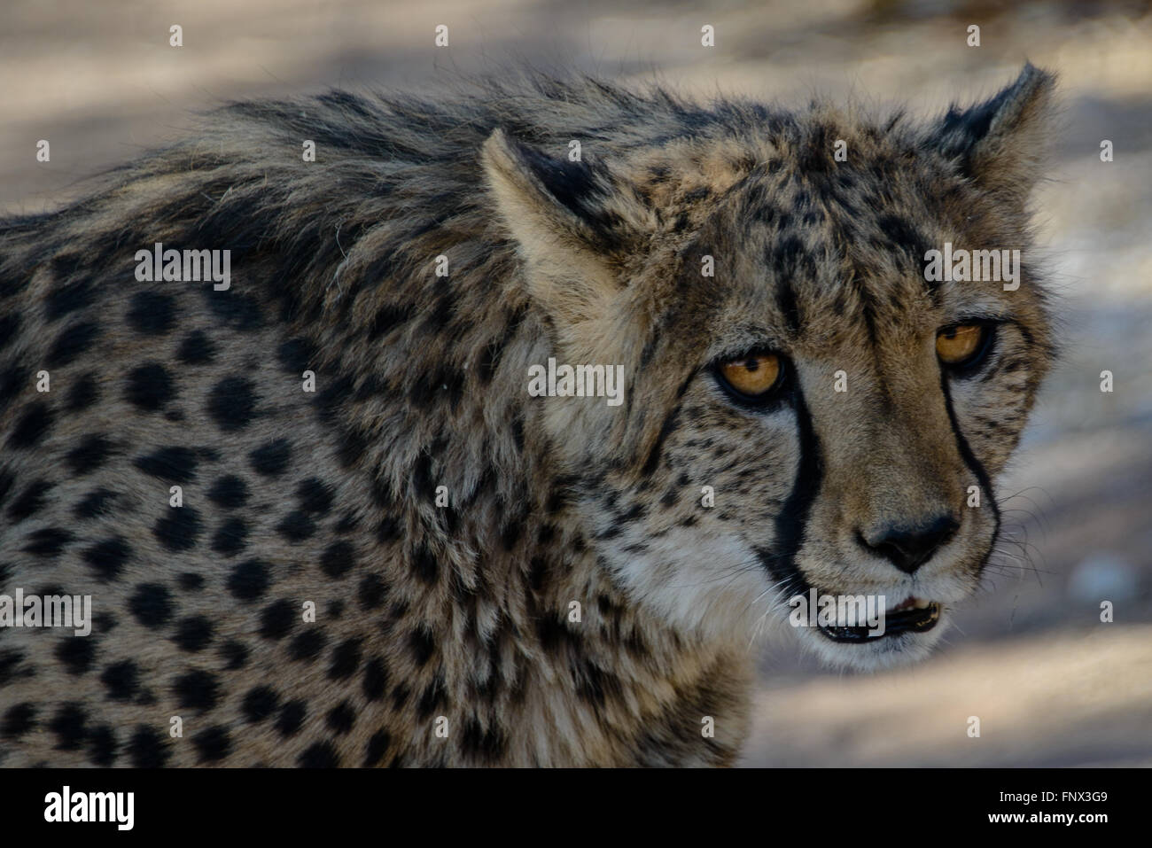 Gepard running hi-res stock photography and images - Alamy