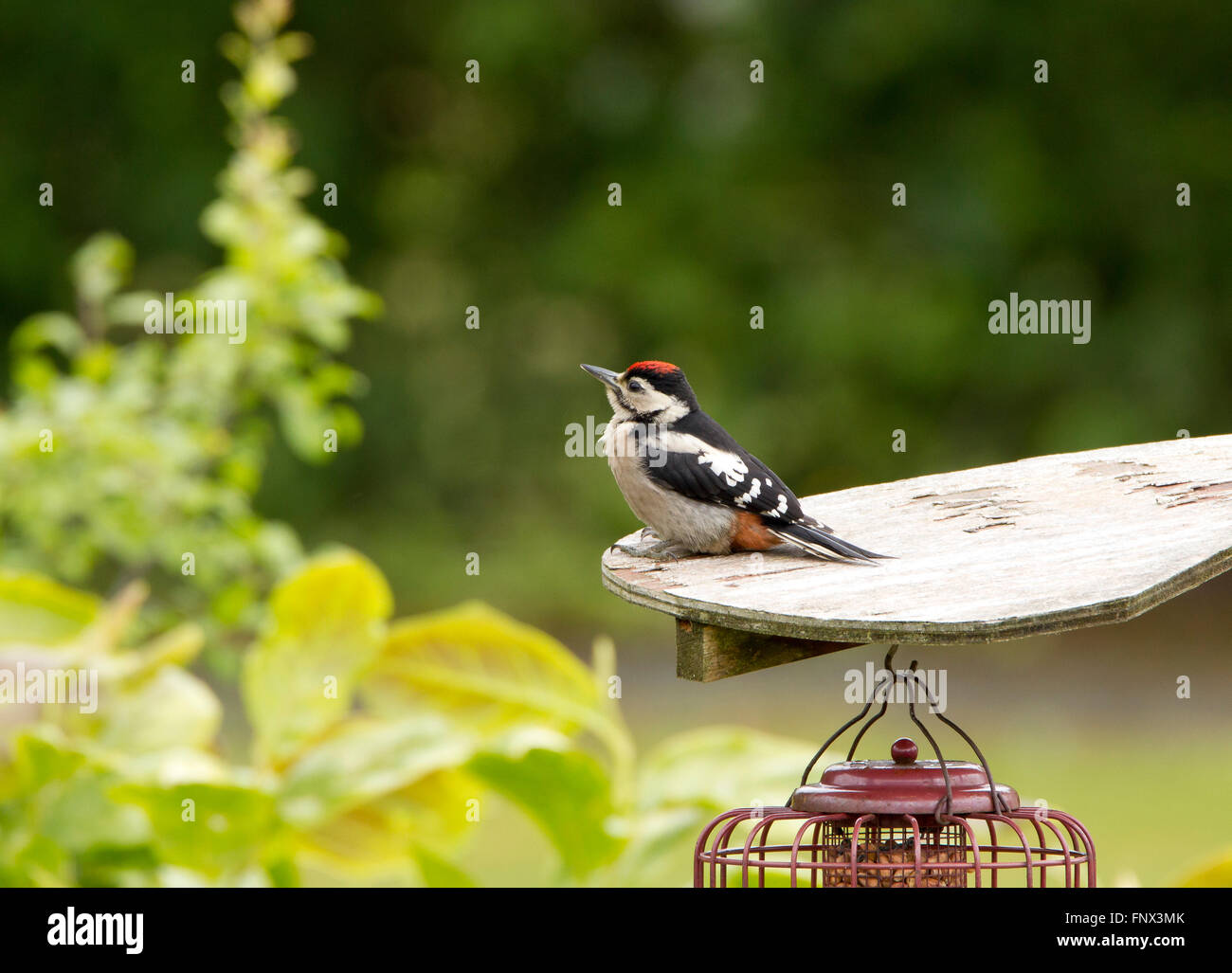 Juvenile great spotted woodpecker Stock Photo - Alamy