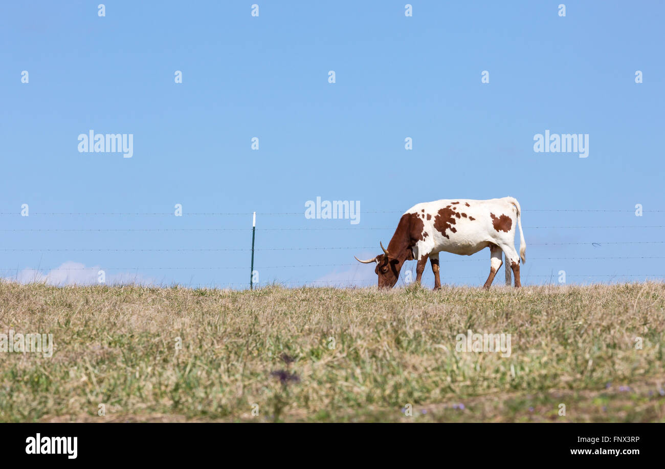 Cow out to pasture Stock Photo