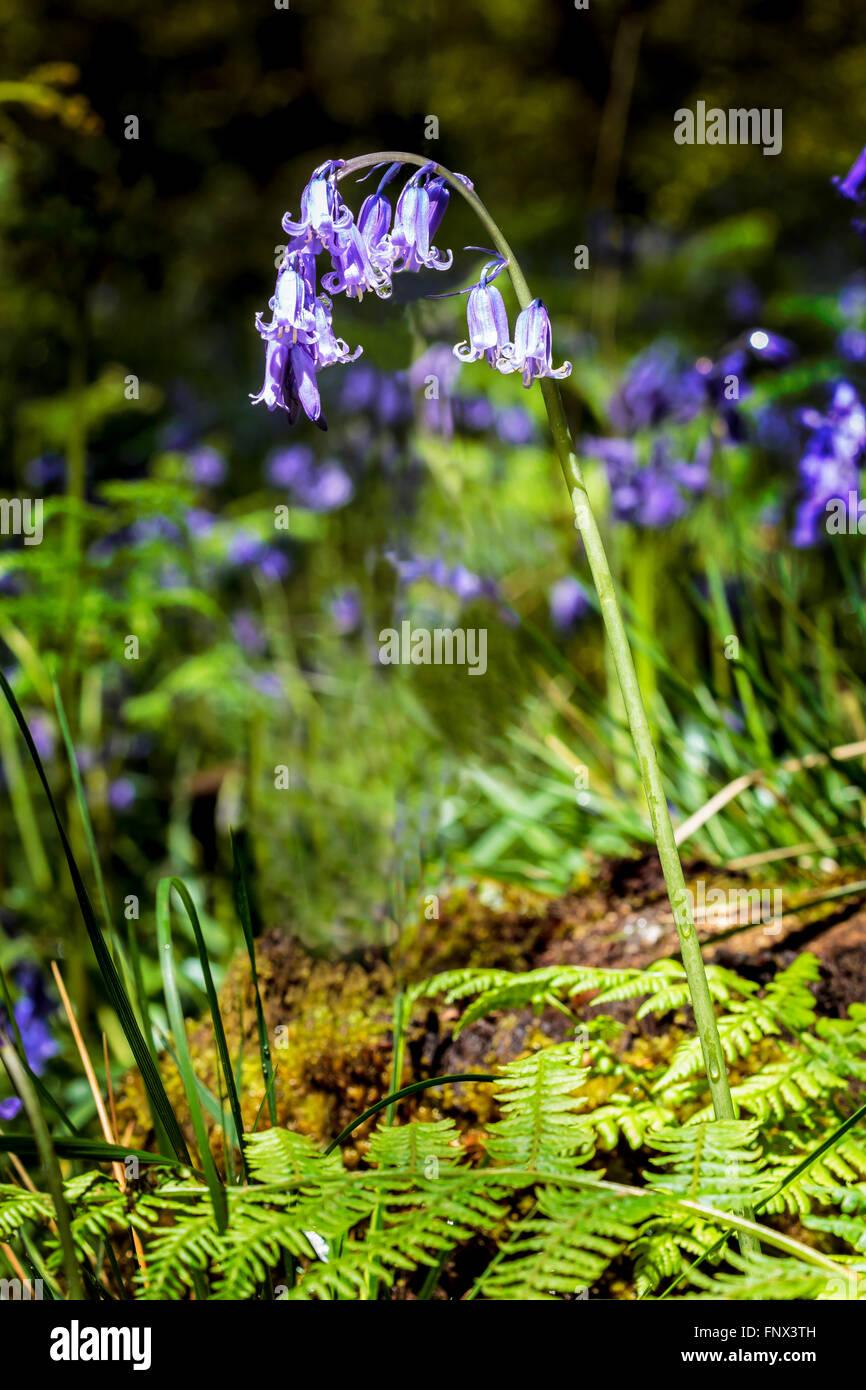 A single bluebell in The Forest of Dean Gloucestershire, UK. Stock Photo