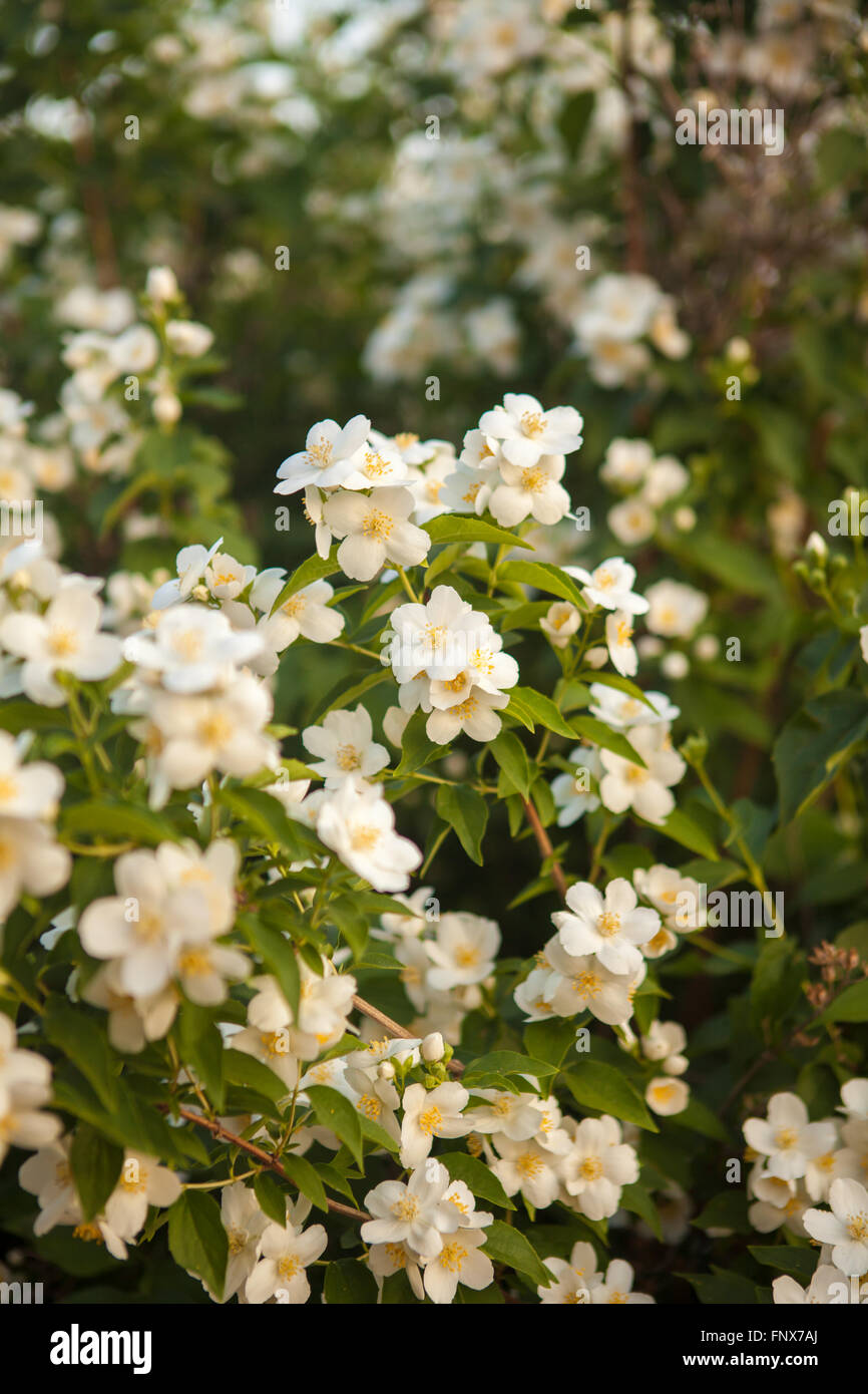blooming jasmine bush Stock Photo Alamy