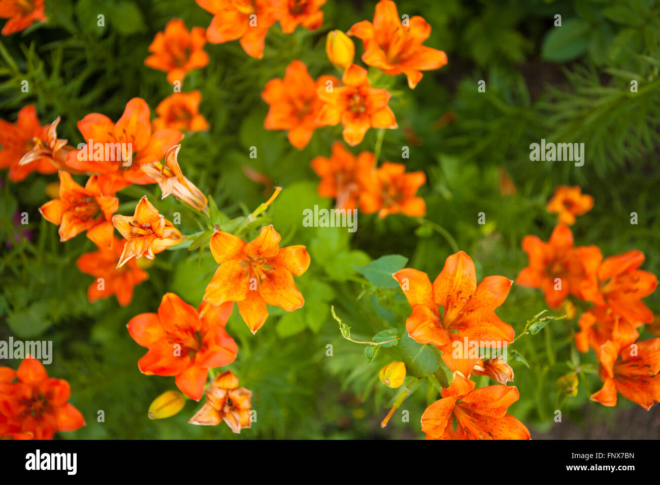 flowering bush tiger lily in the garden Stock Photo Alamy