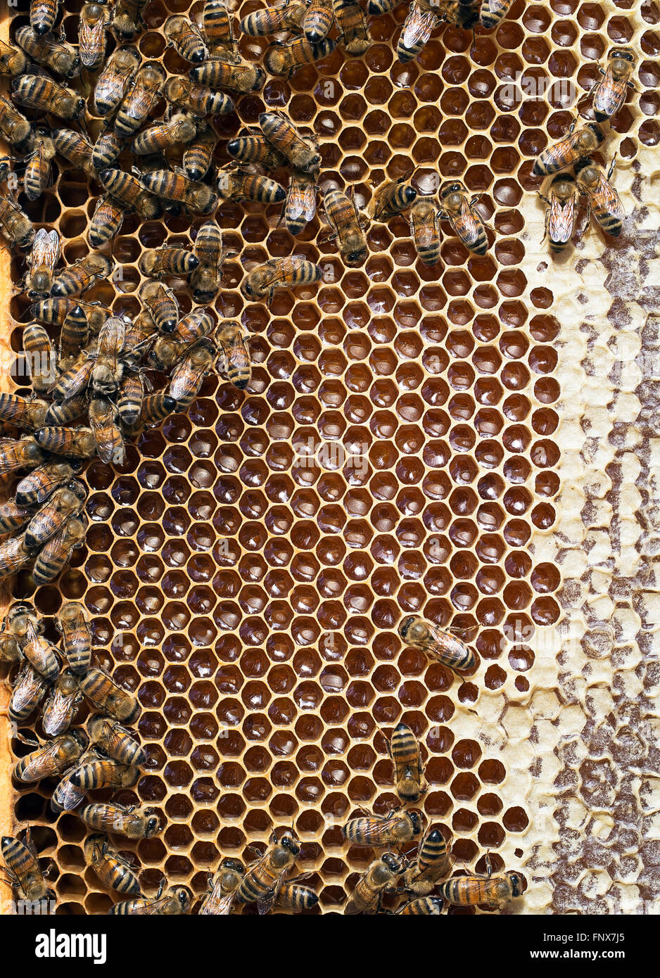 Closeup of honey bees in hive, with honeycomb. Stock Photo