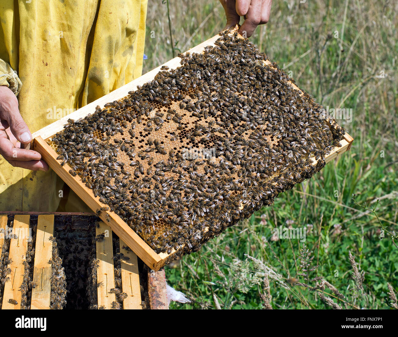 Apiculture detail, Beekeeper checking frame. Stock Photo