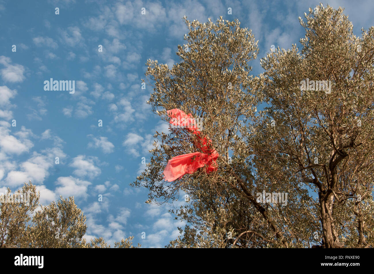 Plastic bag tree hires stock photography and images Alamy