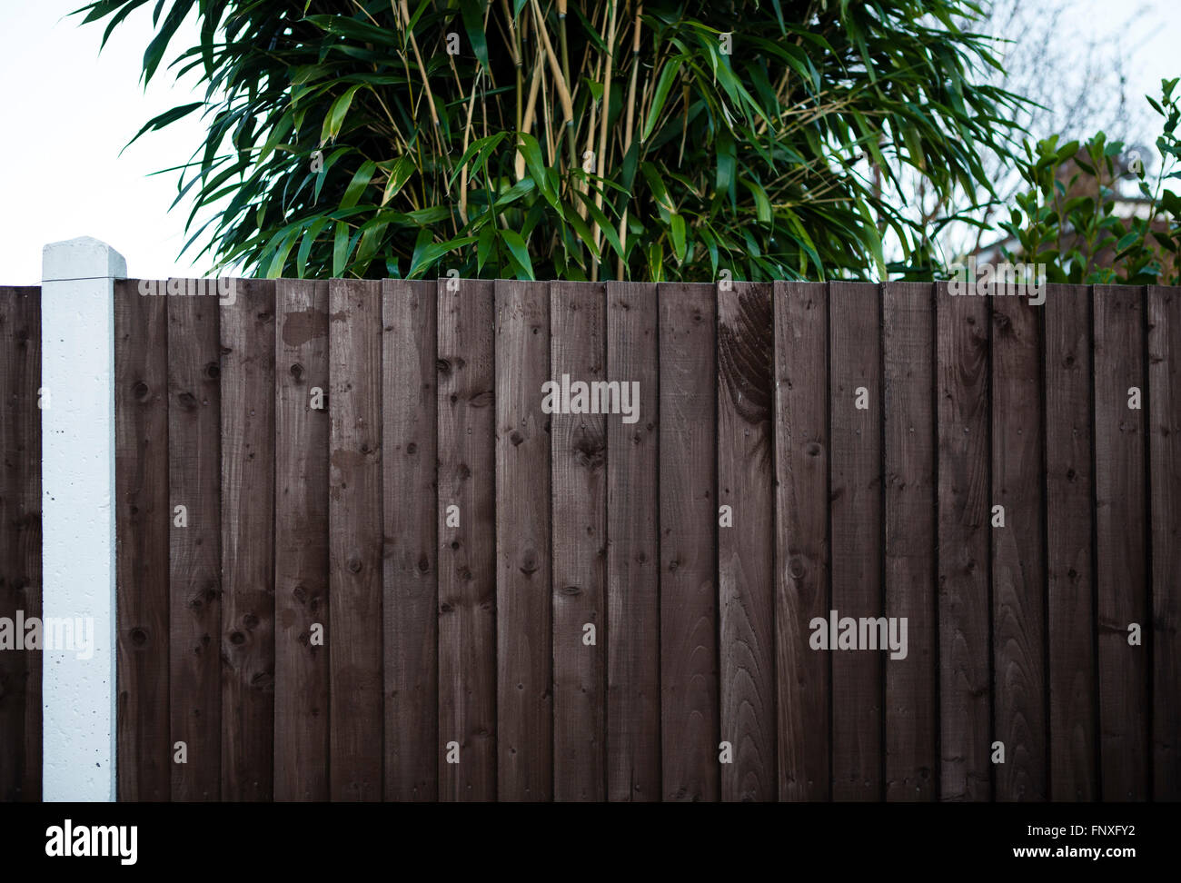 A large bamboo hedge or bush behind a fence panel on a UK housing estate. Stock Photo