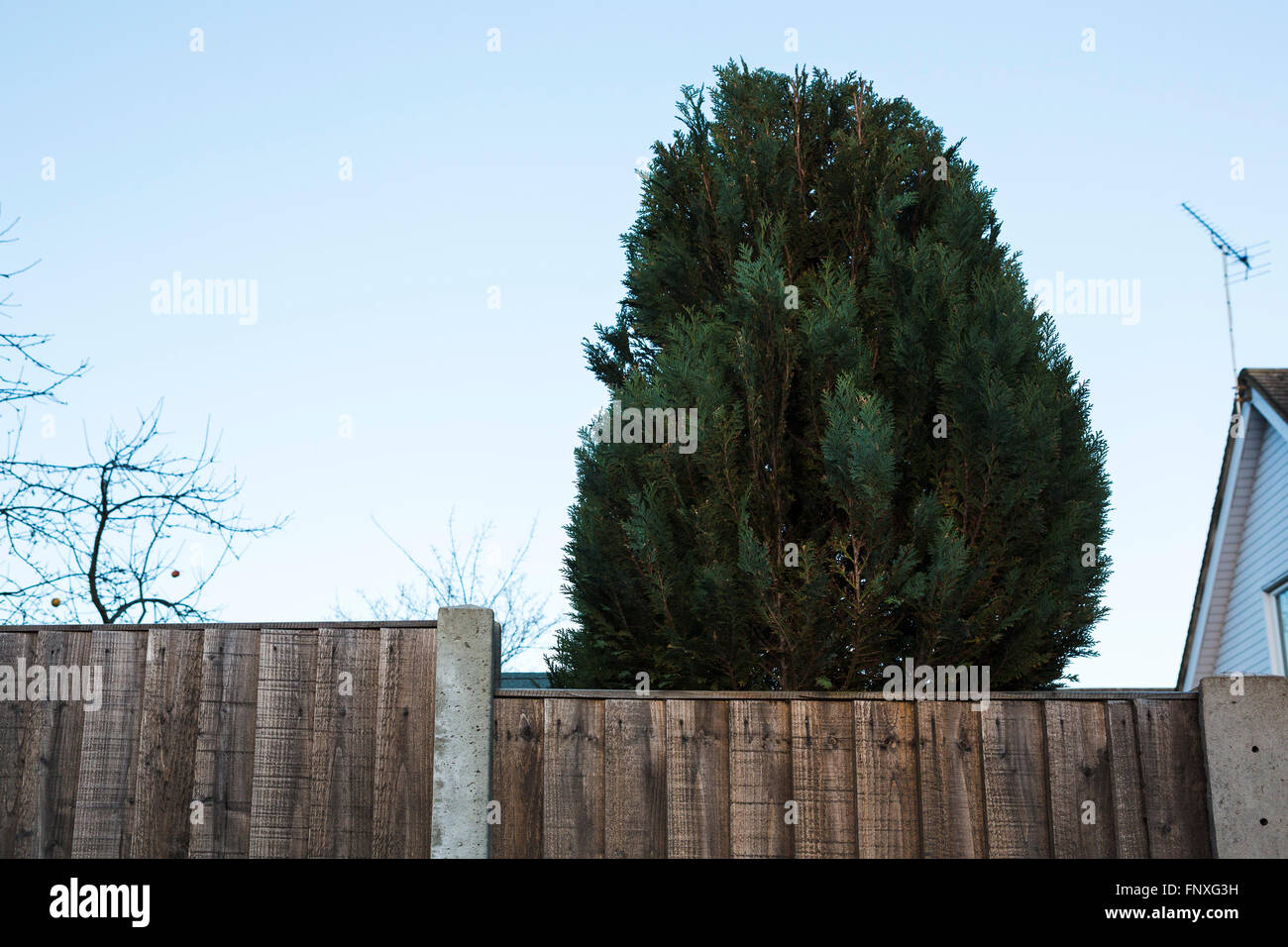 A large hedge or bush behind a fence panel on a UK housing estate. Stock Photo
