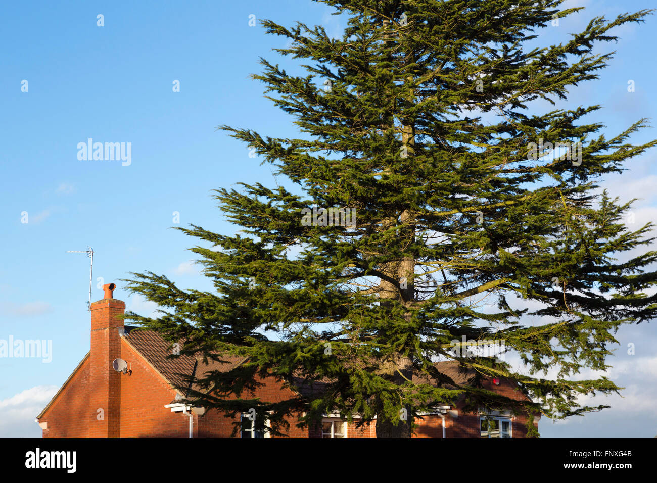 A large pine like tree in front of houses on an estate in the UK. Stock Photo