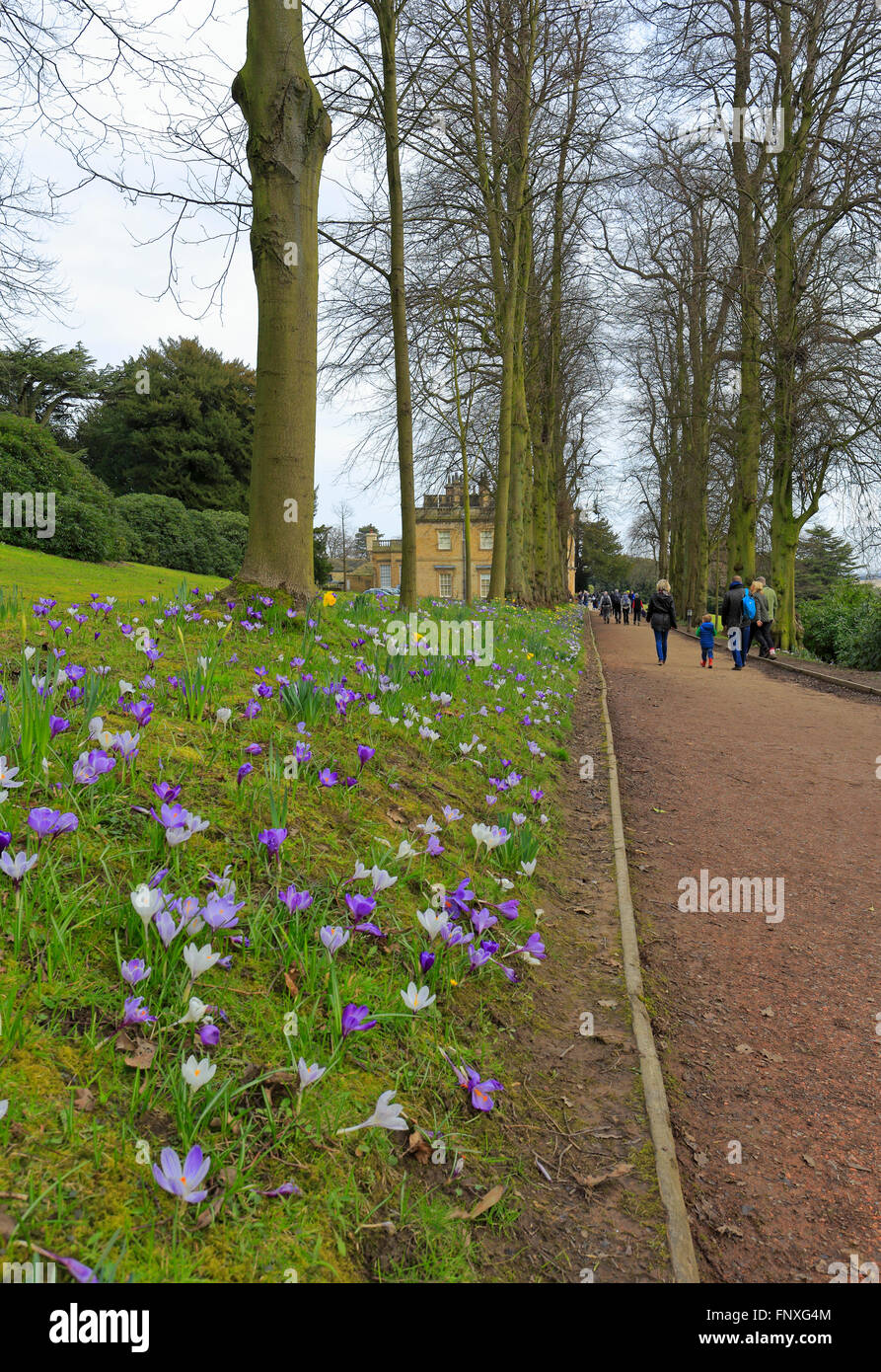 Crocuses line a path at Cannon Hall Museum, Cawthorne, Barnsley, South Yorkshire, England, UK. Stock Photo