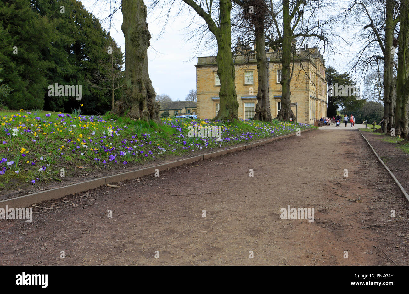 Crocuses line a path at Cannon Hall Museum, Cawthorne, Barnsley, South Yorkshire, England, UK. Stock Photo